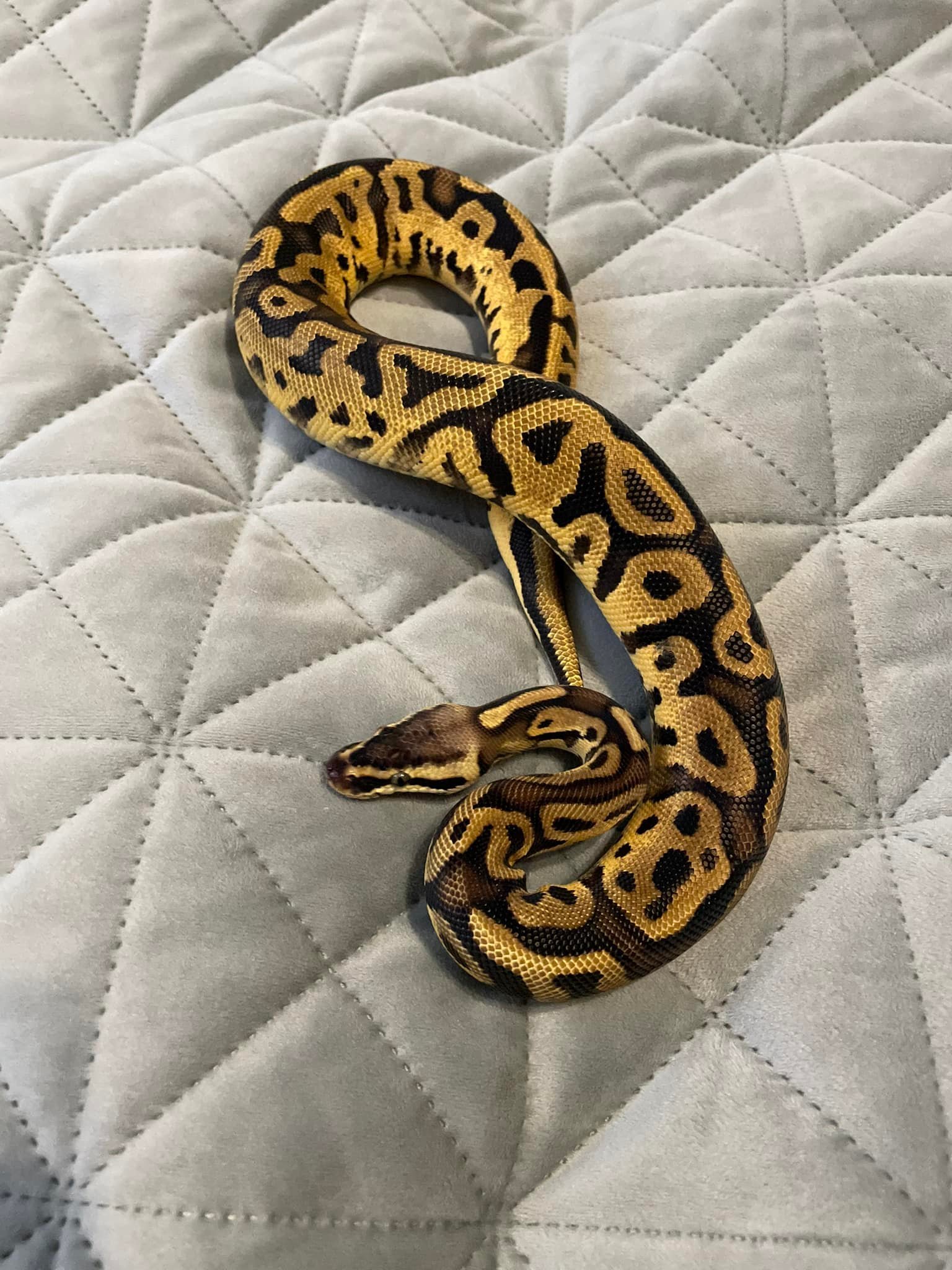 473794144_563241326707110_3962982183502586832_n