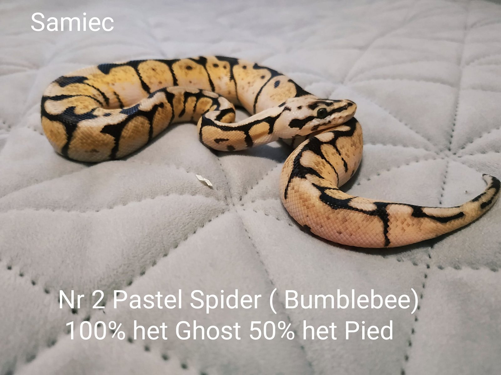 481213422_594712806893295_8240226758327664906_n