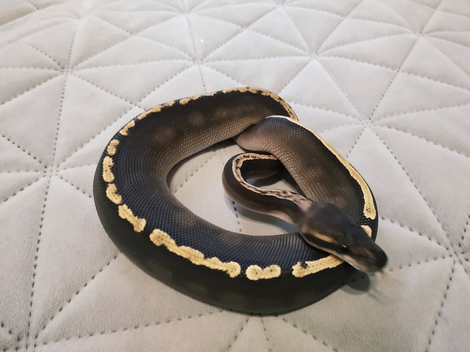 481313723_594213700276539_1842646184872651849_n