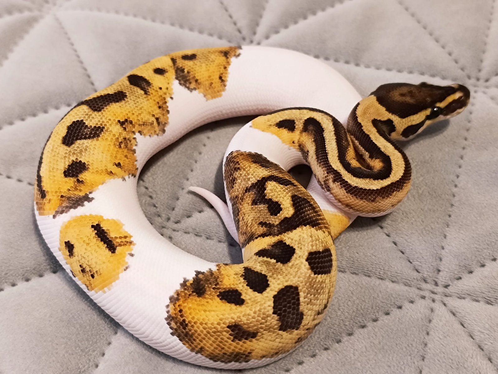 481910915_595321043499138_5043725423729415061_n