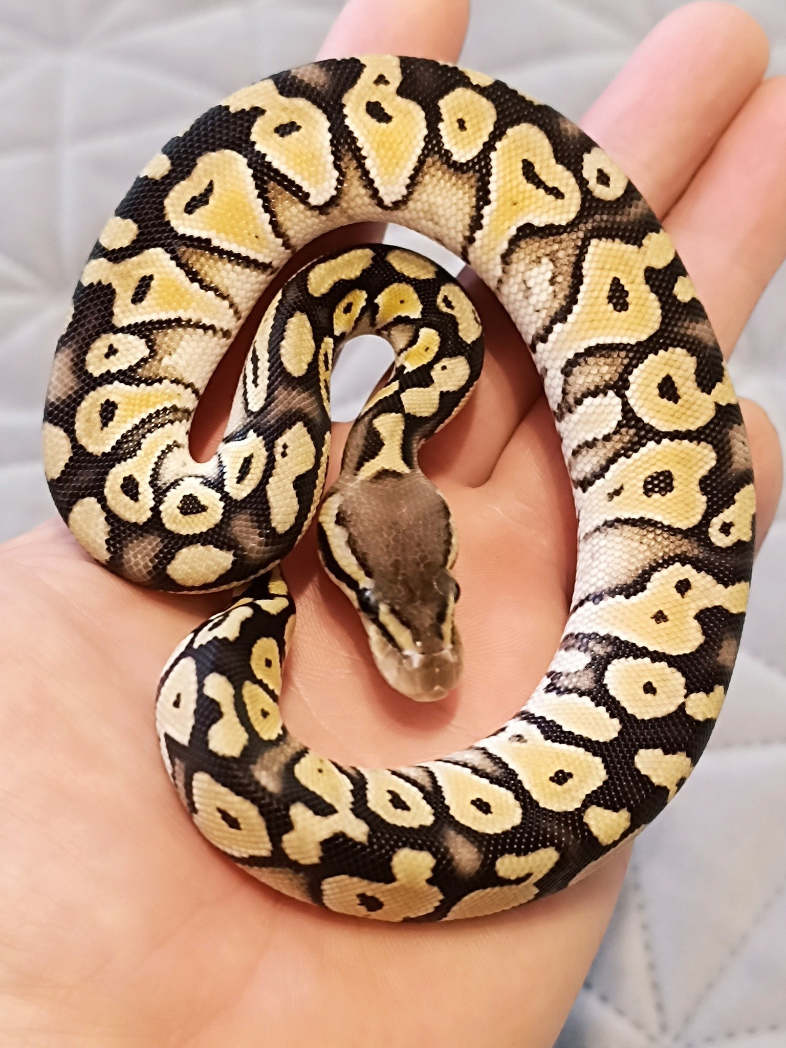 486052990_611684271862815_7408625212173062665_n