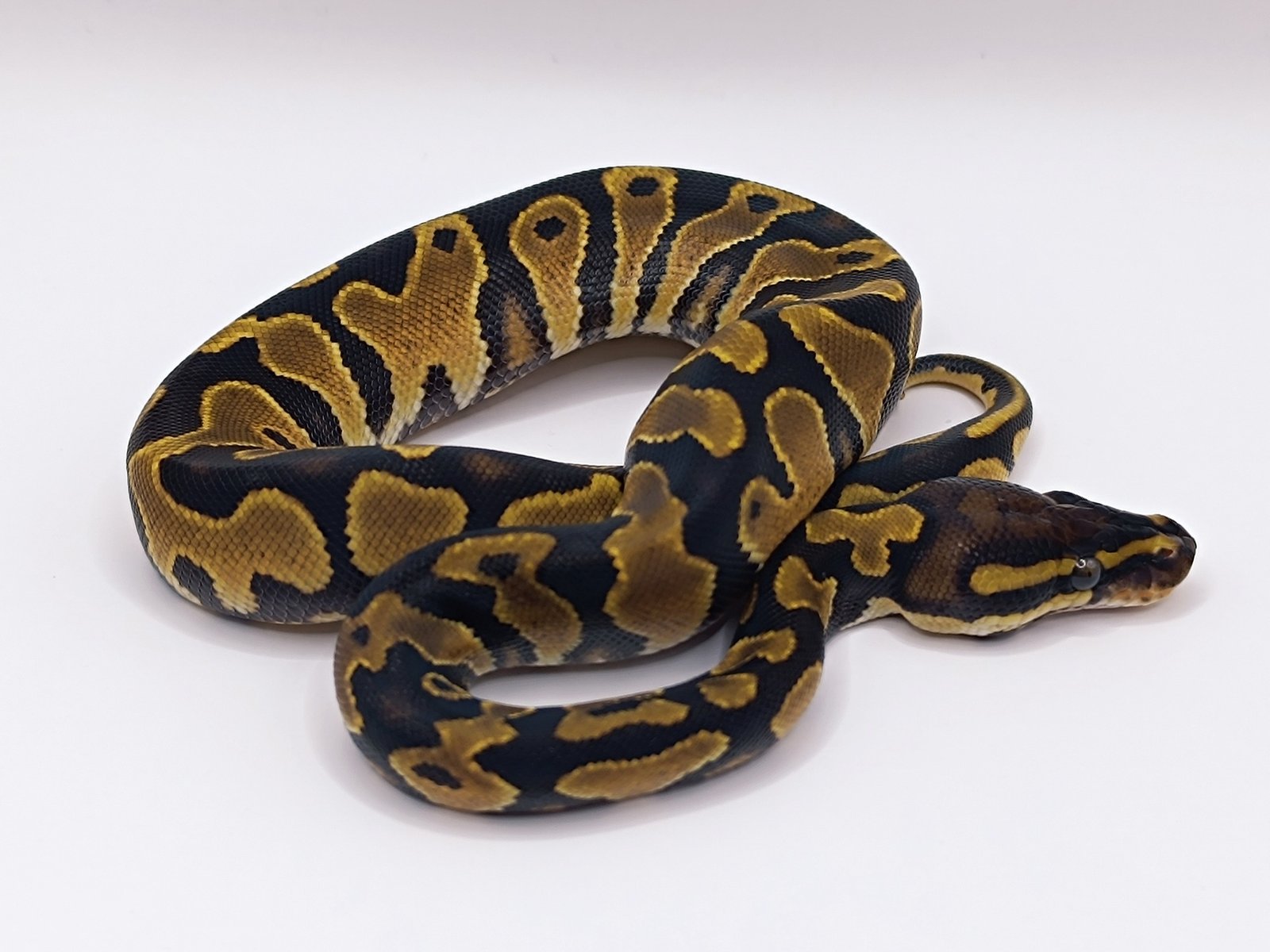 539151265_736607859370455_8589278134686889993_n