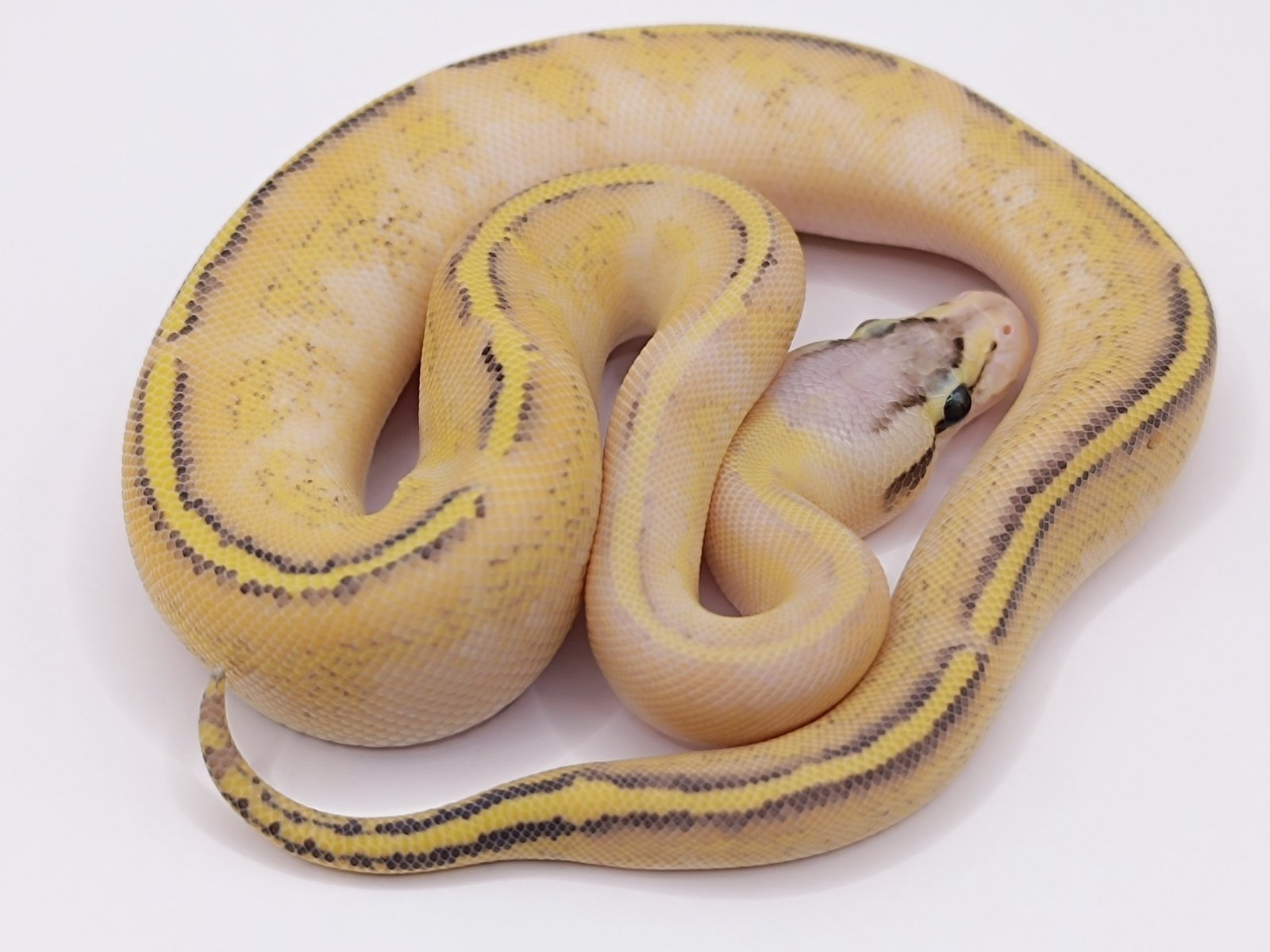 539469000_736607076037200_7575333779634928511_n