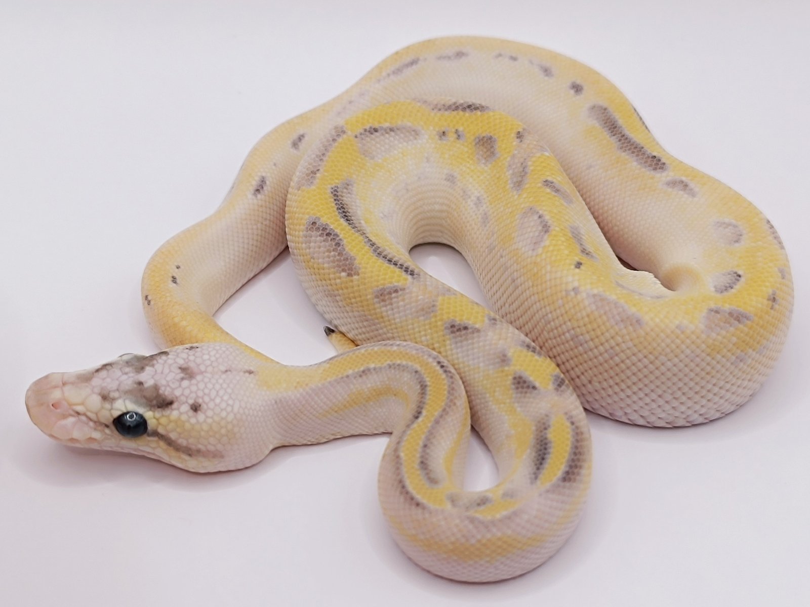 539497046_736606872703887_1930280906158687791_n