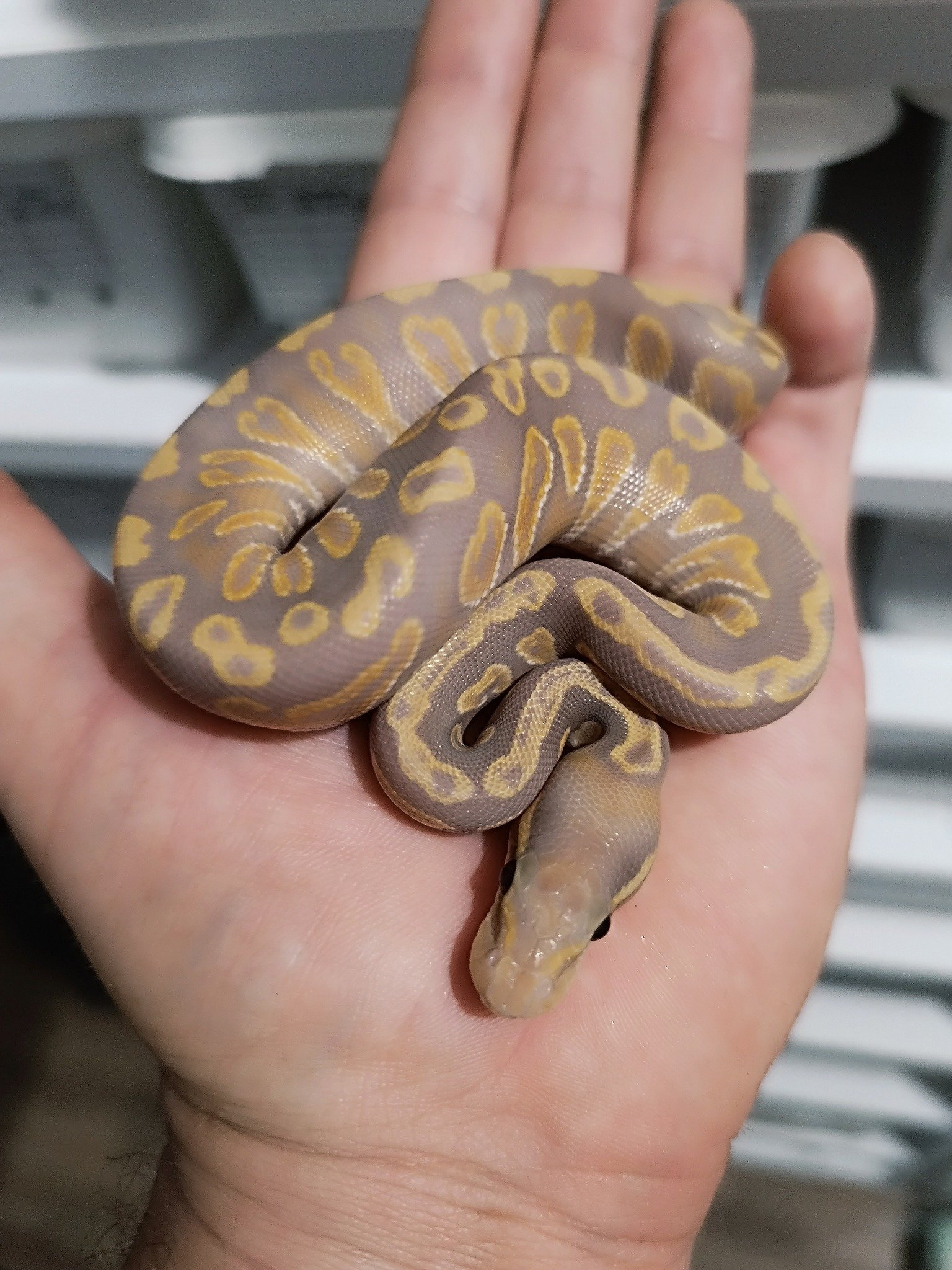 547227009_751622777868963_5762503698381088457_n