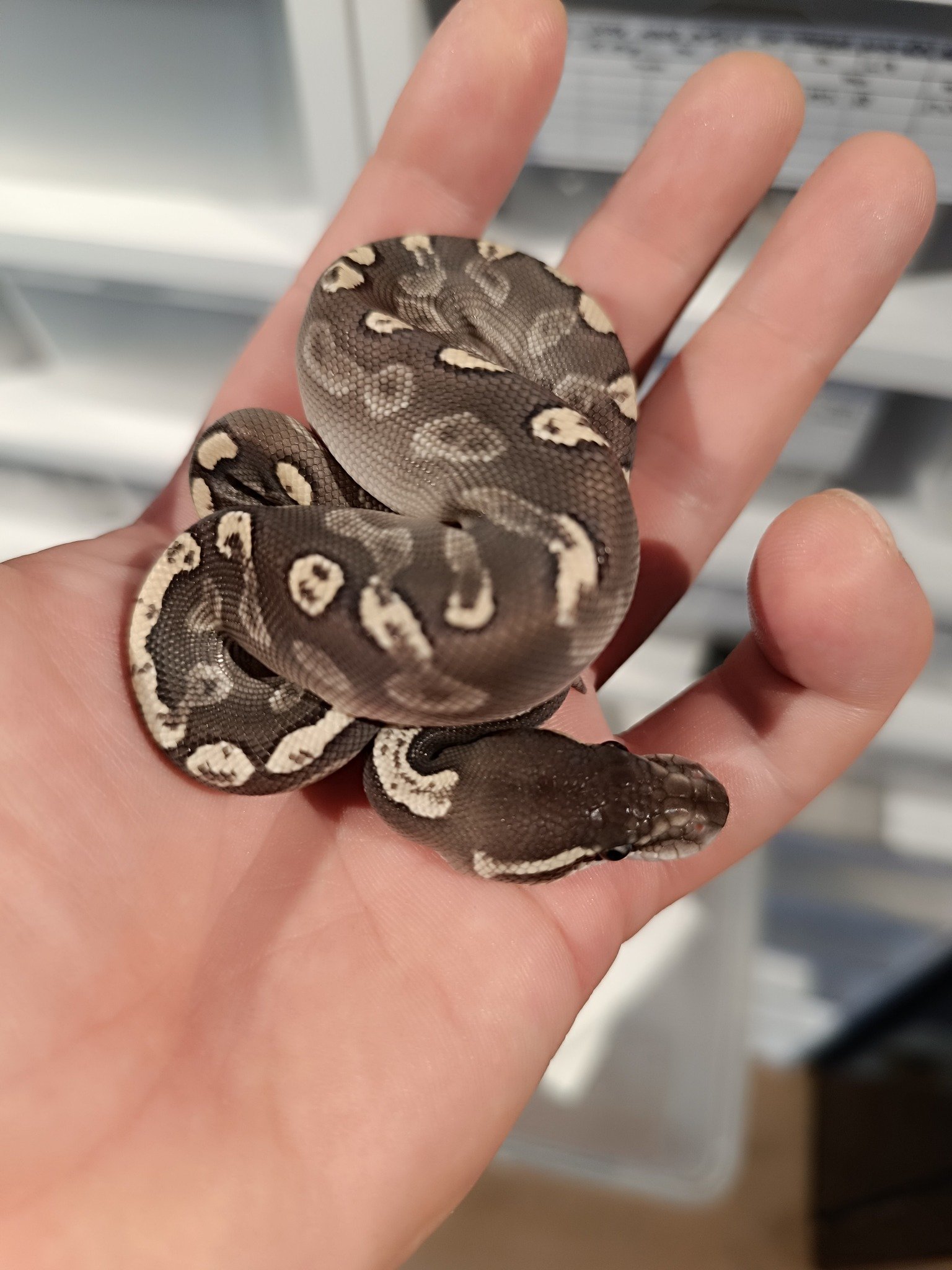 556143300_760705630294011_8496202314049563078_n