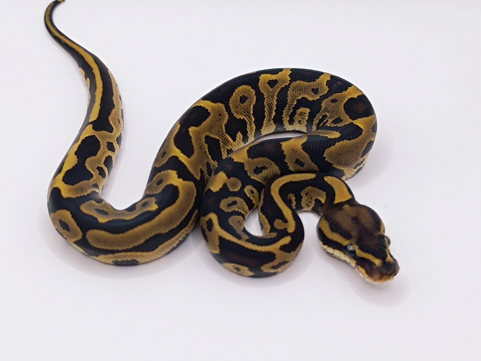 557437294_766302033067704_7119096552148785278_n