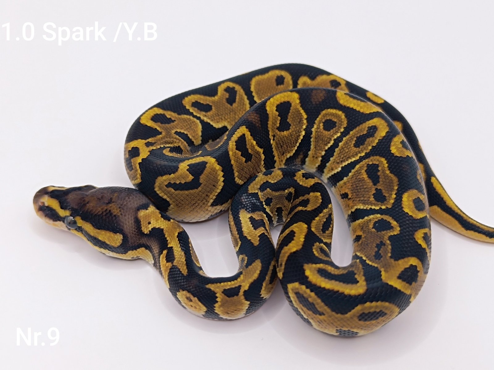 558047930_766302089734365_1543612324786536425_n