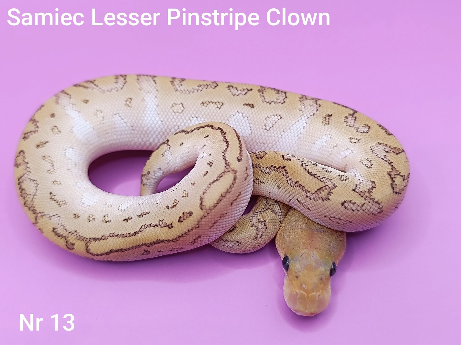 558293427_766301706401070_822116494971693033_n