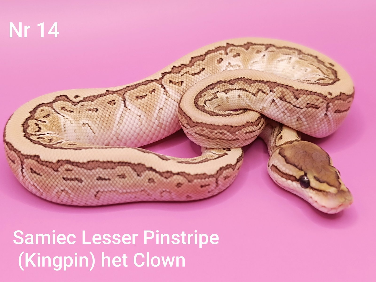 558982133_766301823067725_6984749754036820998_n